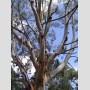 Adelaide, Australia - The branches of a eucalyptus tree